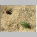 Lindenius albilabris - Grabwespe w001d -Lygocoris-Weichwanze- OS-Wallenhorst-Sandgrube.jpg